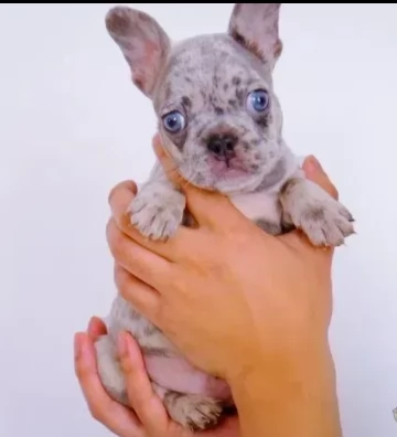 maschio e femmina di bouledogue francesi | Foto 0