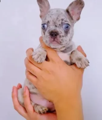 maschio e femmina di bouledogue francesi