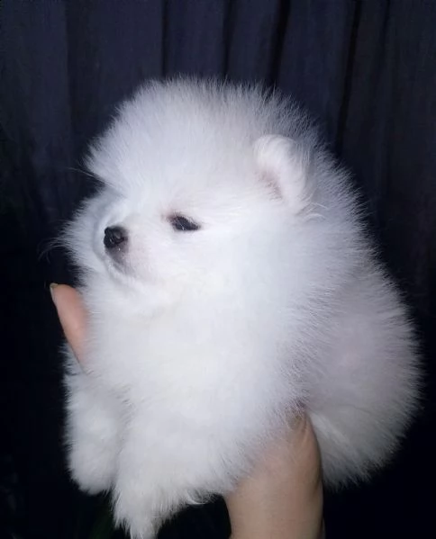 cuccioli di pomerania | Foto 0