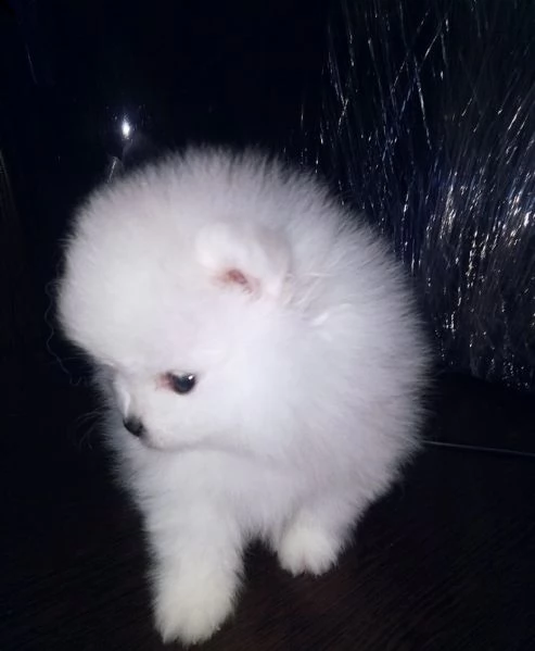 cuccioli di pomerania