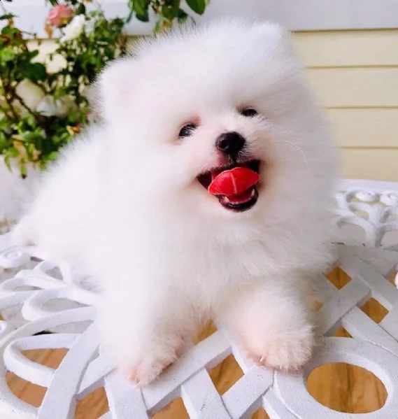 cuccioli di pomerania bianchi  | Foto 0