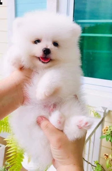 cuccioli di pomerania bianchi 