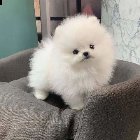 cuccioli di spitz pomerania taglia mini