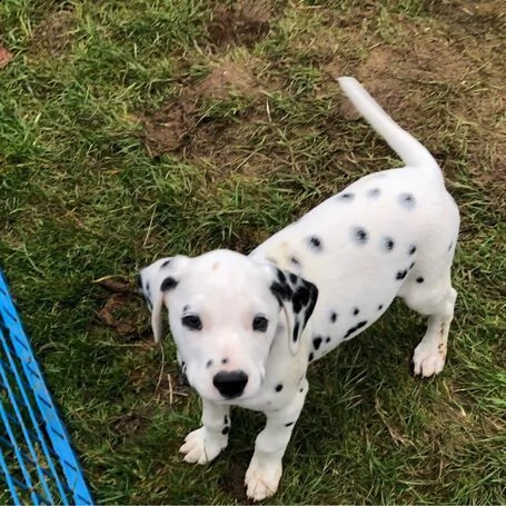 dispone dalmata cuccioli cresciuti in casa