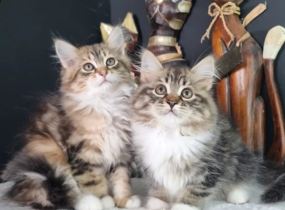 molto belli gattini siberiano