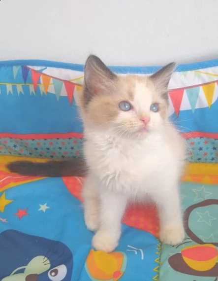 splendidi cuccioli ragdoll di 3 mesi | Foto 1