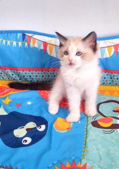splendidi cuccioli ragdoll di 3 mesi