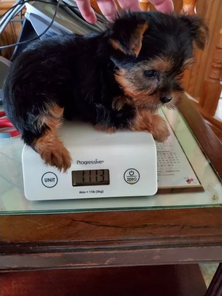 simpatico cucciolo di yorkshire, | Foto 1