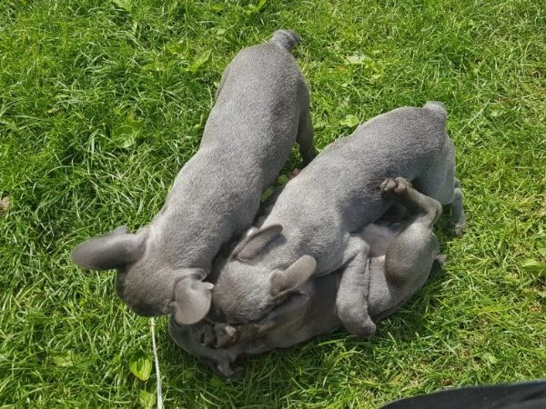 bulldog francese di razza eccellente | Foto 0