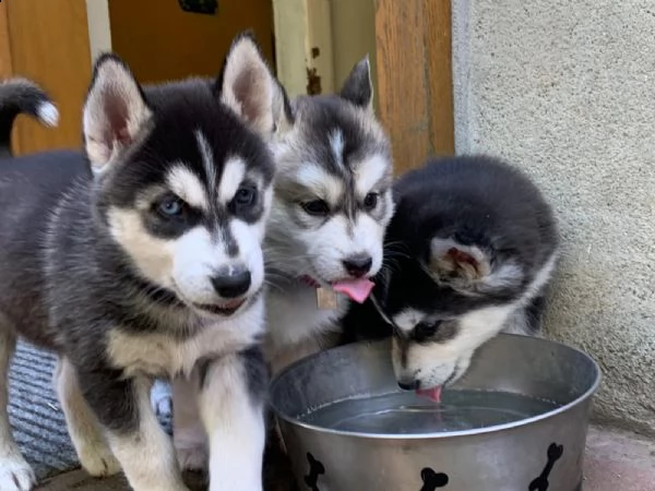adorabili cuccioli di siberian husky,