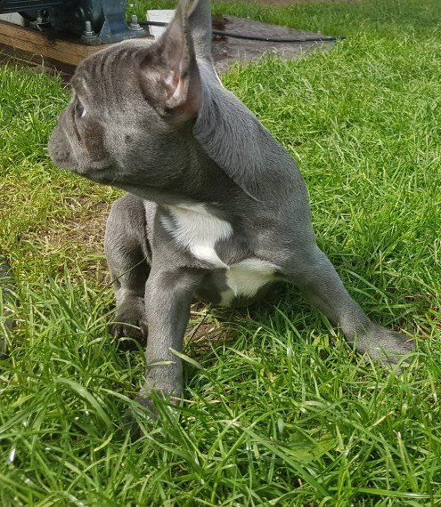 due simpatici cuccioli bulldog francese | Foto 2