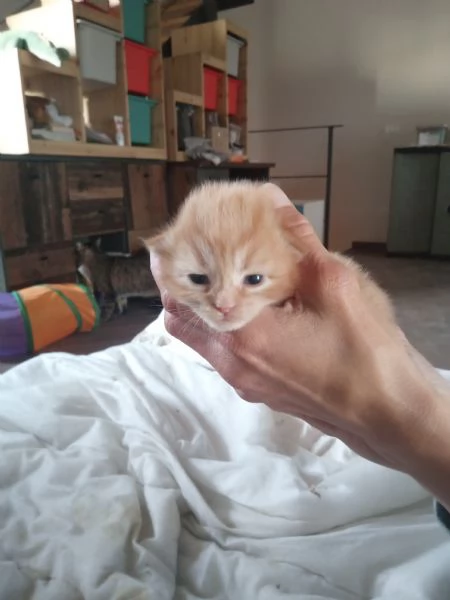 Cucciola di siberiano pura