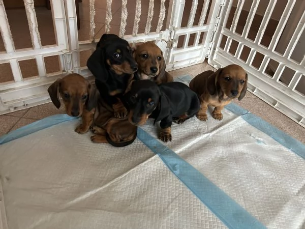 cuccioli di bassotto nano/Kaninchen con pedigree  | Foto 6