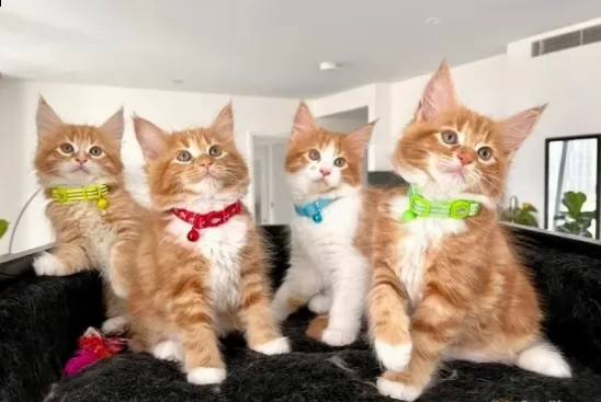 maine coon belli gattini | Foto 0