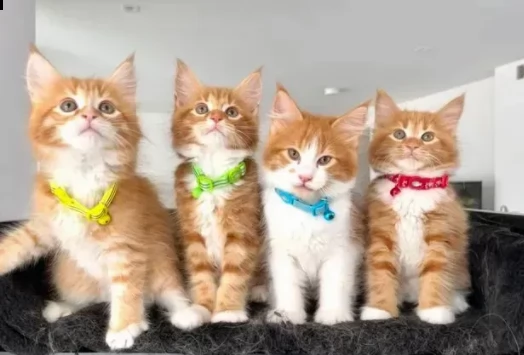 maine coon belli gattini