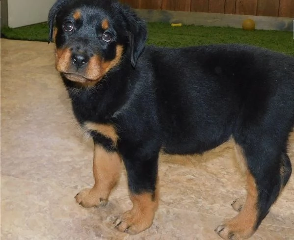 rottweiller cucciolo di rottweiler giocoso pronto per un nuovo amore.
