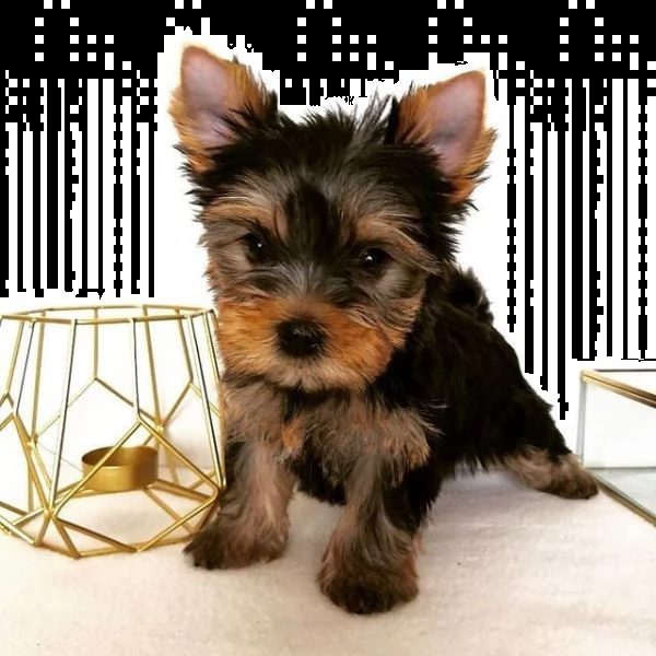 cuccioli di yorkshire terrier