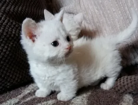 vende cuccioli munchkin