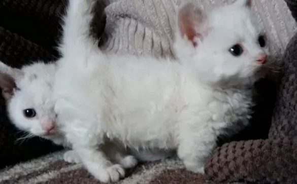 vende cuccioli munchkin | Foto 0