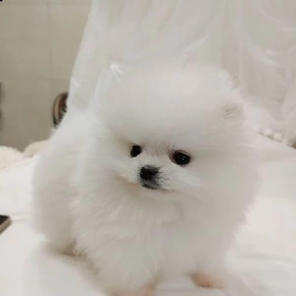 bellissimo cucciolo di pomerania | Foto 0