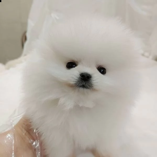bellissimo cucciolo di pomerania