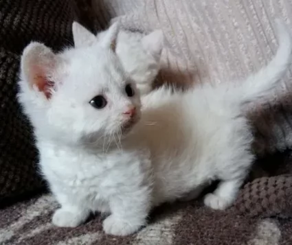 gattini di munchkin due mesi