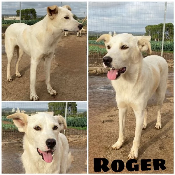 Un dolce cagnolino cerca casa.Adottate! | Foto 4