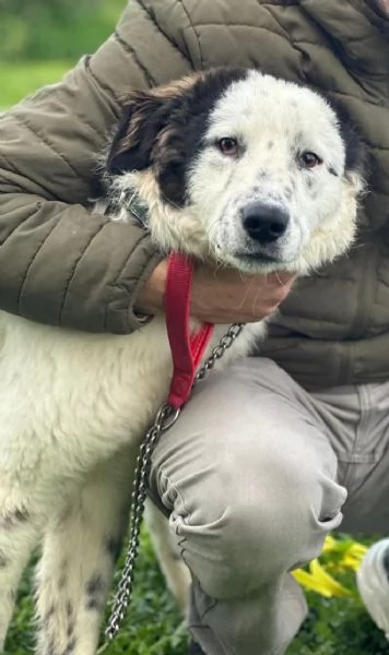 Snoopy cerca disperatamente casa!