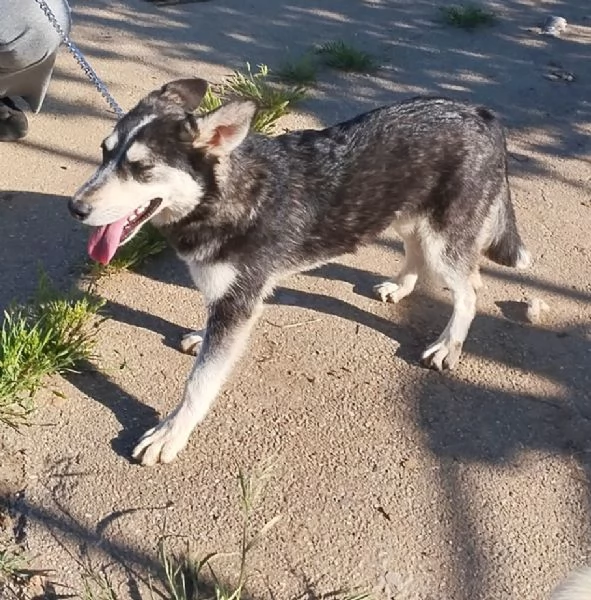 Gyn taglia media contenuta cerca casa  | Foto 6