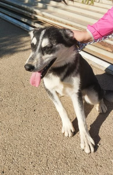 Gyn taglia media contenuta cerca casa 