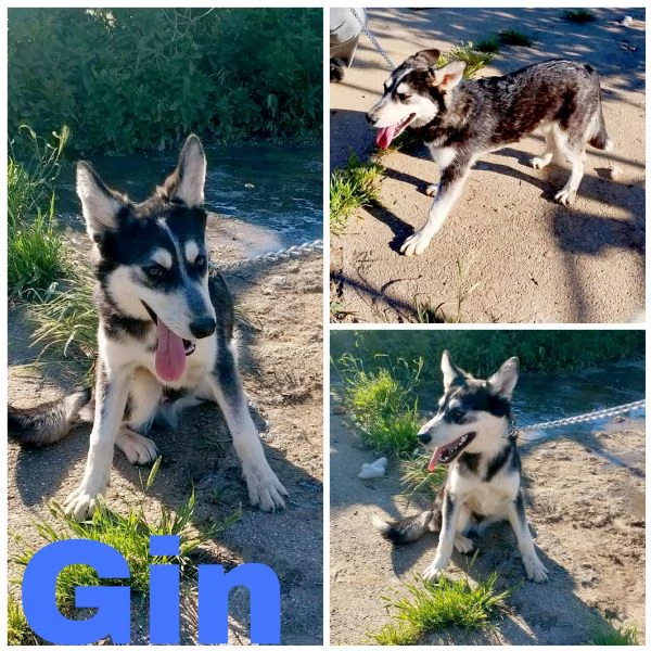 Gyn taglia media contenuta cerca casa  | Foto 5