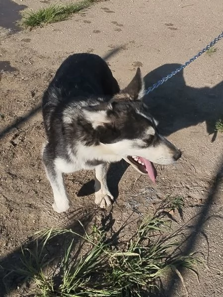 Gyn taglia media contenuta cerca casa  | Foto 4