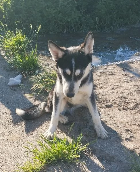 Gyn taglia media contenuta cerca casa  | Foto 3