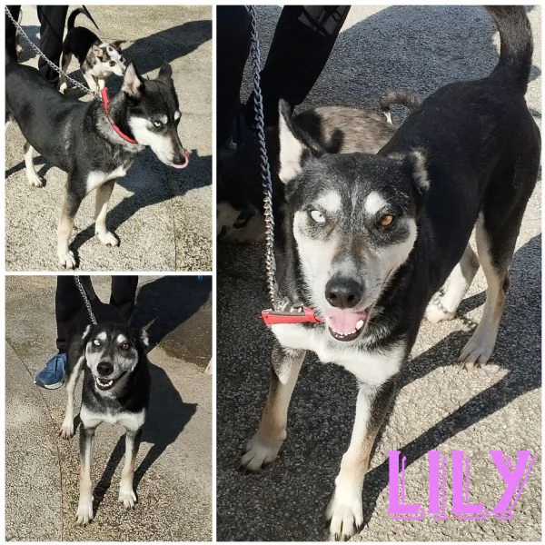 Gyn taglia media contenuta cerca casa  | Foto 2