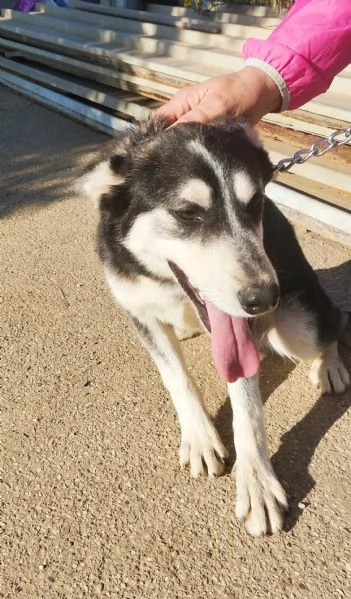 Gyn taglia media contenuta cerca casa  | Foto 1