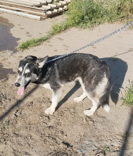 Gyn taglia media contenuta cerca casa  | Foto 0