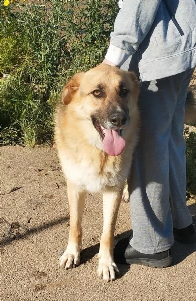 Ricky un bellissimo pastore cerca casa