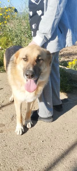 Ricky un bellissimo pastore cerca casa | Foto 6