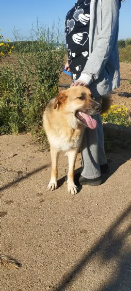 Ricky un bellissimo pastore cerca casa | Foto 5