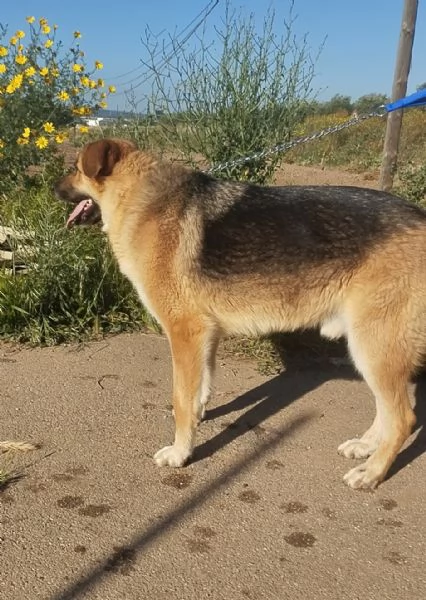 Ricky un bellissimo pastore cerca casa | Foto 4