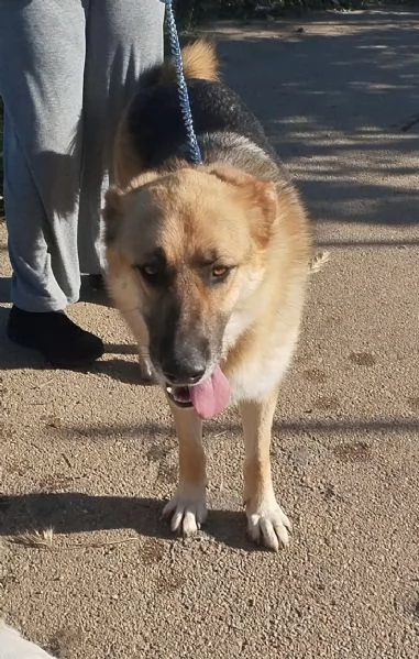 Ricky un bellissimo pastore cerca casa | Foto 3