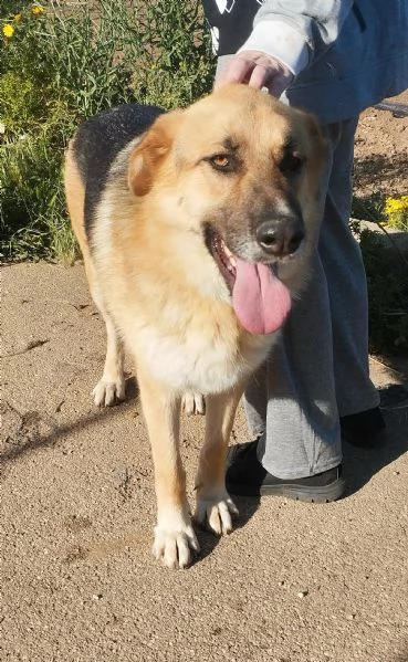 Ricky un bellissimo pastore cerca casa | Foto 2