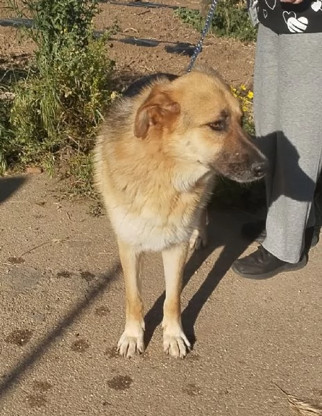 Ricky un bellissimo pastore cerca casa | Foto 1