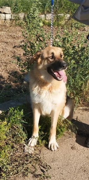 Ricky un bellissimo pastore cerca casa | Foto 0