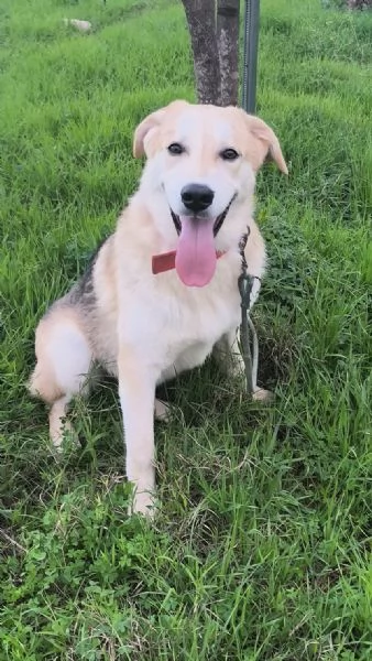 Jago illuso di andare a casa.. invece &egrave; ancora qui che attende. | Foto 7