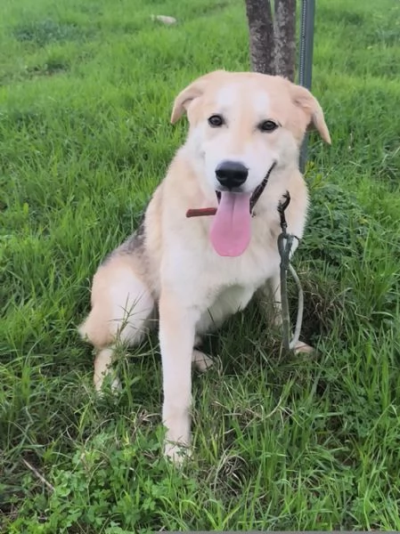 Jago illuso di andare a casa.. invece &egrave; ancora qui che attende. | Foto 5