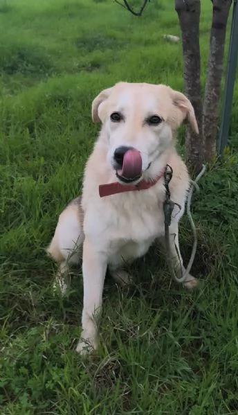 Jago illuso di andare a casa.. invece &egrave; ancora qui che attende. | Foto 4