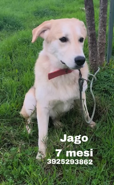 Jago illuso di andare a casa.. invece &egrave; ancora qui che attende. | Foto 3