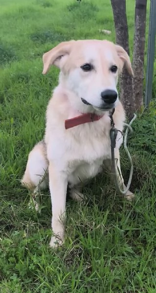 Jago illuso di andare a casa.. invece &egrave; ancora qui che attende. | Foto 0