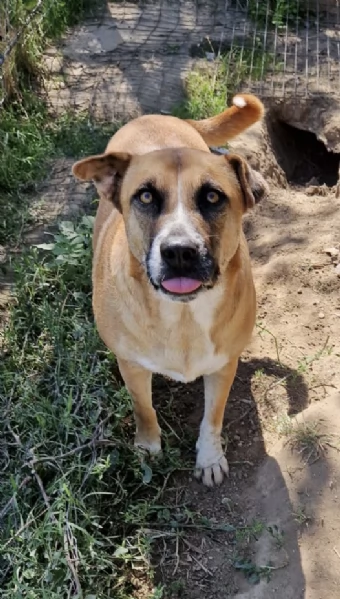 Tare una dolce cagnolina in attesa di una famiglia  | Foto 5